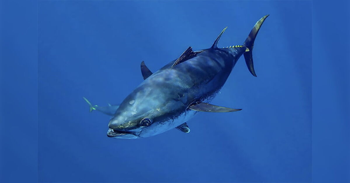 Homem pesca atum-azul gigante de 280kg e vende por R$16 mil