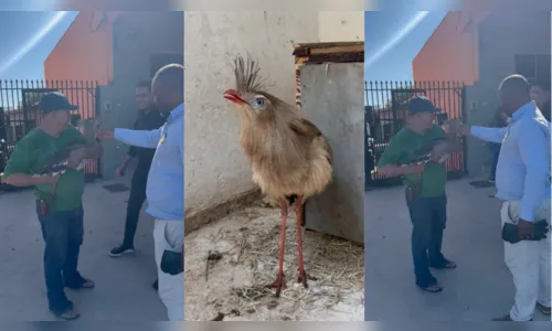 Visitante inesperada: seriema é resgatada no centro de Apucarana (PR)