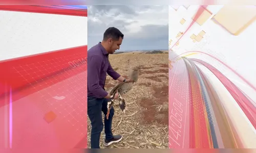 Seriema resgatada no centro de Apucarana é devolvida à natureza