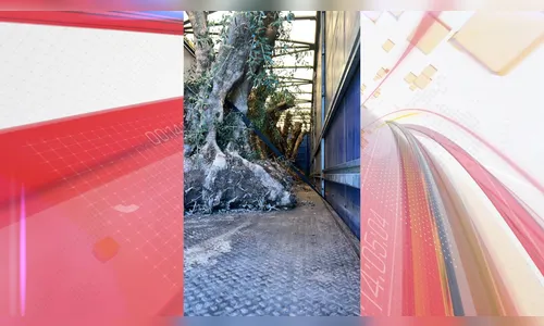 PRF apreende árvores de oliveira em caminhões na BR-369