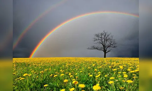 A energia das plantas através da fitoterapia