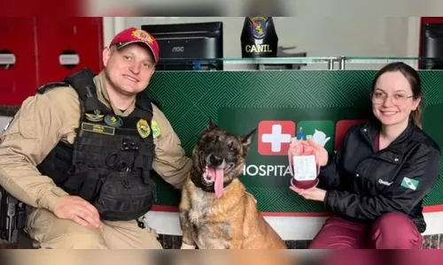 Cão policial doa sangue para salvar cadela atropelada no Paraná