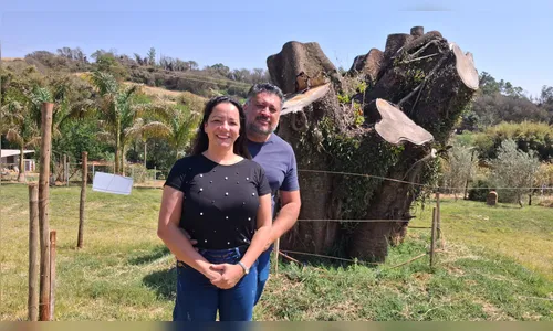 Casal dá 'segunda chance' para árvore que caiu em Apucarana (PR)