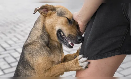 Setembro Caramelo: campanha homenageia doguinho amarelo em cidade do PR