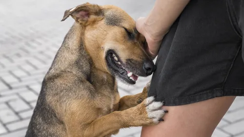 Em 2020, o cachorro caramelo foi alvo de uma campanha nas redes sociais para estampar a cédula de R$ 200, mas acabou "perdendo" a posição para o lobo-guará