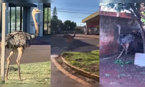 Vídeo mostra ema correndo pelas ruas de cidade do Paraná; assista