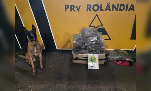 Passageira de ônibus é presa com 17 kg de 'morruga' em Rolândia