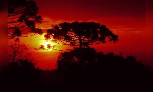 Aquecimento global pode reduzir em até 54% as espécies nativas do PR