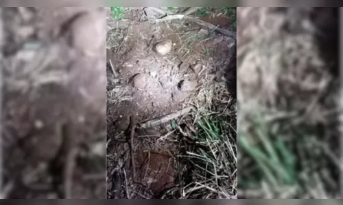Homem é morto a facadas e suspeito usa carro para enterrar corpo no PR
