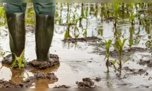 Produtores rurais de seis municípios da região podem renegociar dívidas após perdas climáticas