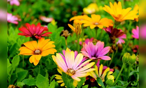 O que o Feng Shui prioriza além da harmonização dos ambientes?