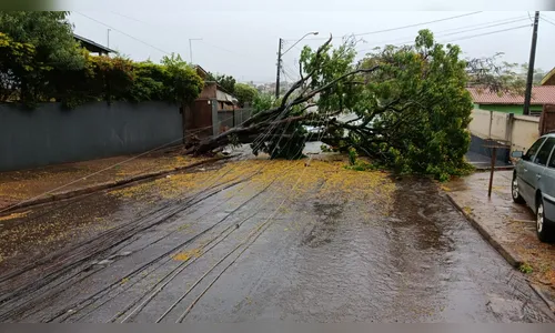 Arapongas alerta sobre árvores que caíram após tempestade