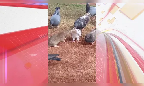 Moradora flagra ratazana no meio de pombos no centro de Apucarana; veja