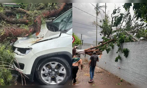 Temporal causa queda de árvores e estragos na região; veja onde