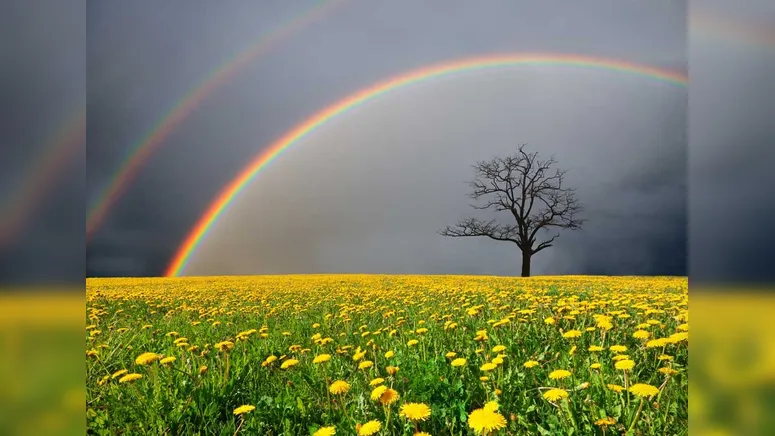 Cada planta emana uma frequência única, que pode atuar de forma benéfica quando entra em contato com o campo energético humano