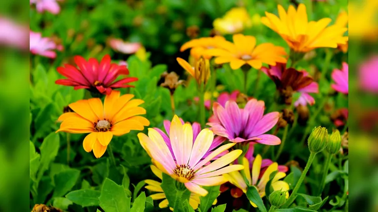 Plantas vivas, frescas e viçosas são as preferidas