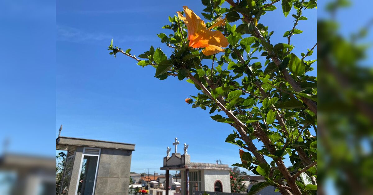 Confira os falecimentos desta quarta-feira (15) em Apucarana