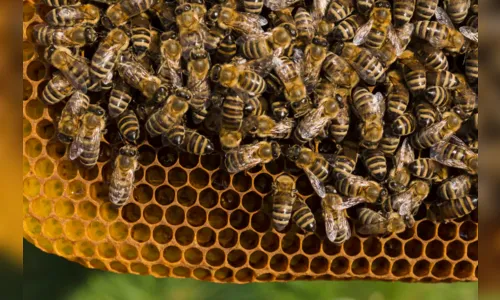Mulher é atacada por enxame de abelhas em residência de Apucarana