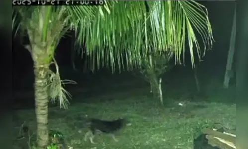 Cão enfrenta onças e impede ataque à família em chácara no PR