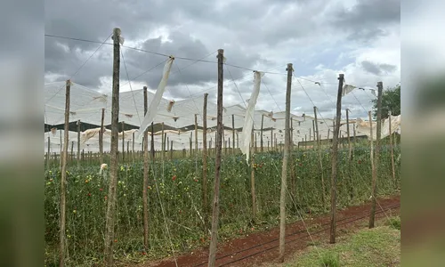 'Perdemos uns R$ 100 mil', diz produtor rural após temporal em Cambira