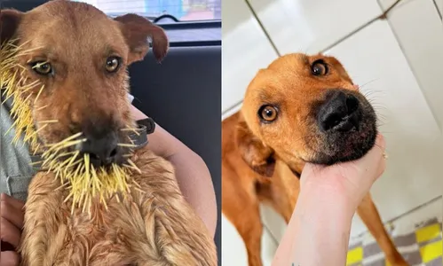 Cachorra resgatada após ataque de ouriço precisa de lar em Apucarana