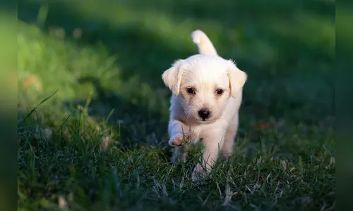 Homem é detido em Ivaiporã após arrastar filhote de cachorro na rua