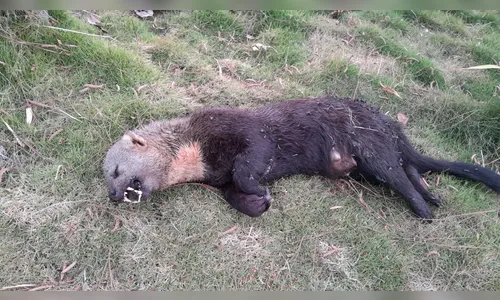 Que bicho é esse: animal silvestre é encontrado morto na região