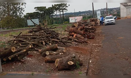GCM apreende grande quantidade de lenha cortada ilegalmente em Apucarana
