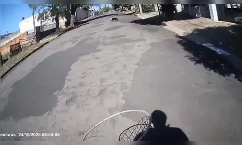 Quatro dos cinco macacos que fugiram do Bosque Municipal são resgatados; vídeo