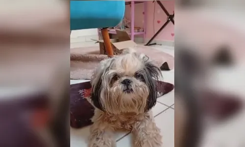 Shih Tzu desaparecido em Ivaiporã é encontrado em Mandaguari