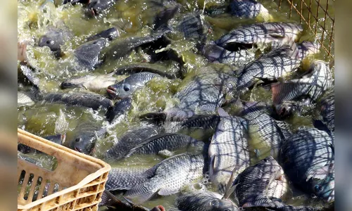 Classificação da tilápia como 