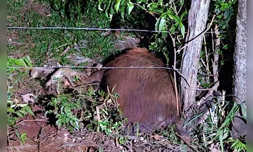 Capivara morre atropelada em Apucarana; motorista fugiu