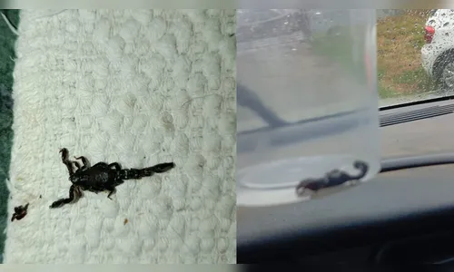 Escorpiões surgem em Apucarana e acendem alerta para cuidados no verão