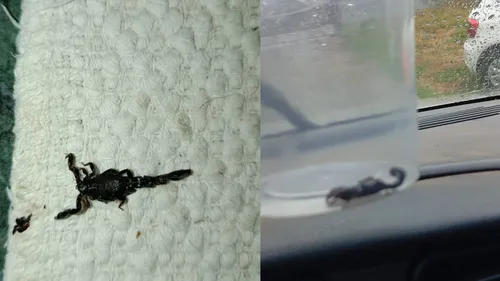 Os escorpiões foram encontrados nas residências de moradores do bairro Interlagos.