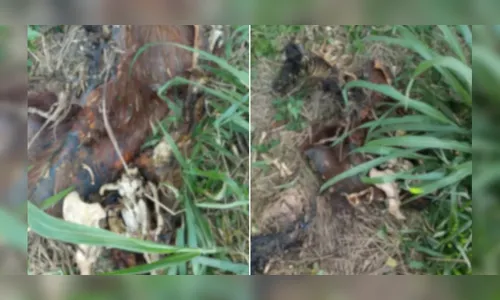Morte de capivara famosa em cidade do PR é investigada pela polícia