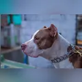 Pitbull ataca mulher que tentava separar briga de cães em Jandaia do Sul