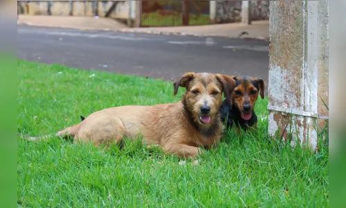 Marilândia abre inscrições para castração gratuita de pets nos distritos