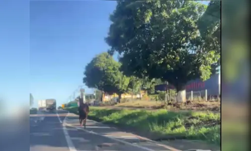 Cavalo solto na BR-376 em Apucarana assusta motoristas; veja