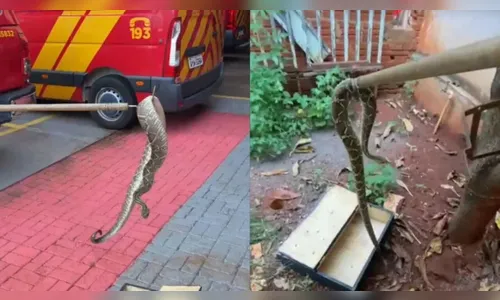 Cobra cascavel é encontrada no quintal de casa e assusta moradores em Maringá
