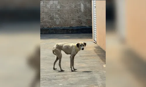 Arapongas registrou 50 denúncias de maus-tratos a animais em janeiro