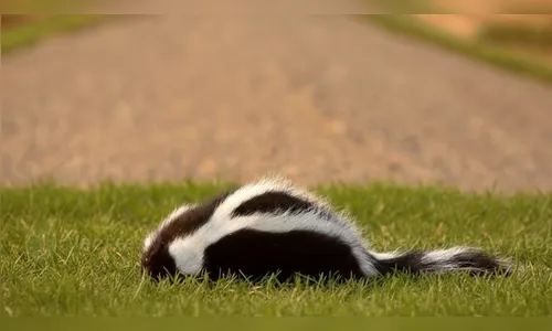 Mulher aciona a polícia após vizinho jogar gambá morto em seu quintal