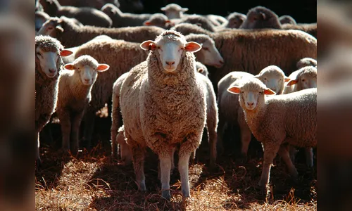 Ladrões furtam dez carneiros e ferem cão em propriedade rural de Califórnia