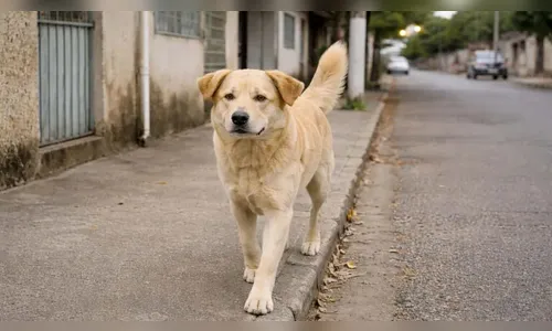 PM registra injúria após discussão envolvendo cachorro em Grandes Rios