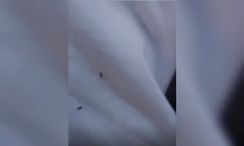 Infestação de pulgões gera reclamações na Vila São Carlos em Apucarana