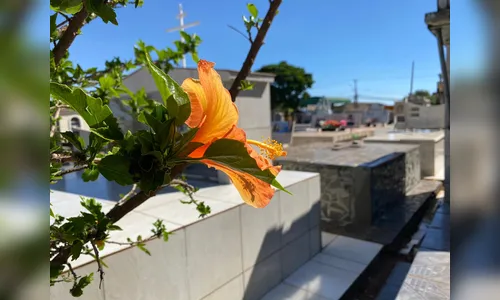 Confira os falecimentos deste sábado (9) em Apucarana