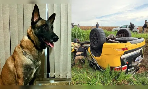 Cães policiais sobrevivem a capotamento que vitimou cabo da PM no PR