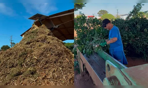 Poda de árvores vira adubo orgânico e fortalece a agricultura em Apucarana