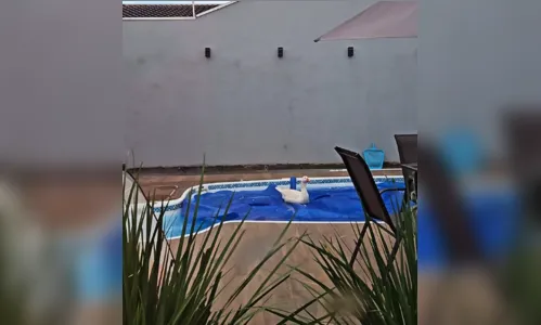 Ganso é resgatado após ser flagrado 