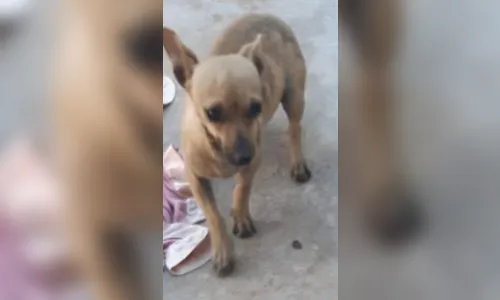 Cachorra é encontrada morta e com coração arrancado em Califórnia