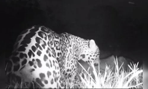 Onça-pintada é flagrada na região após quase 25 anos sem registros